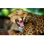 Jaguar grinst