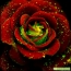 Vakker rose i full skjerm