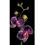 Gyönyörű orchidea