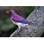 Purple fugl