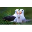 Seagulls کی خوبصورت تصویر