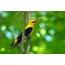Fallegt gult-svart fugl