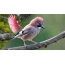 Ružičasta ptica