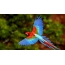 Loriculus Lorius mascarene parrot