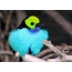 Cennet tanager