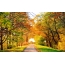 Strada forestale di autunno