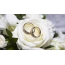 Wedding rings on a rose