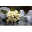 الورود البيضاء