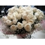 Prekrasan buket ruža