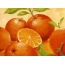 દોરવામાં tangerines