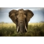 Afrikkalainen elefantti