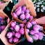 Lilac tulips