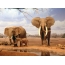 Rodina slonů