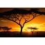 Auringonlasku, afrikka, puut