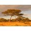 Afrikkalainen kiraffit