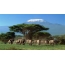 آفریقا، فیل ها