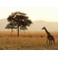 Savannah, žirafa