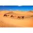 African camels