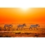 Sunset, Savannah, Zebras