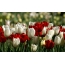 लाल आणि पांढरा tulips