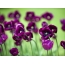 Tulip ungu
