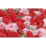 Mga rosas sa desktop