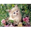 Kitten in flowers