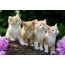 Fire kattunger på en logg