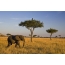 Gajah, Afrika