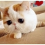 Den vakreste kattungen med store øyne