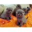 Grey kittens pane sofa