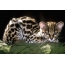 Leopard katt