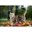 가을, 공원에서 아름다운 고양이