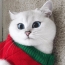 스웨터에 고양이