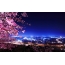 Sakura, noćni grad