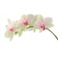 Hvite orkideer