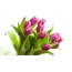 Bó hoa tulip