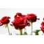Red roses. <img class = "alignnone grutte-fol