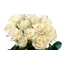 Hvite roser. <img class = "alignnone size full
