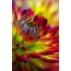 Beautiful flower on Android