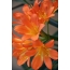 Flowers for Android