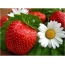 Strawberries ndi Chamomile