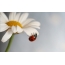 Ladybug na daisy