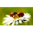 Ladybugs នៅលើ chamomile