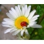 Ladybug នៅលើ daisy