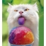 Коте и сладолед
