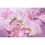 Orchid background