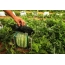 Growing square watermelon