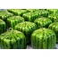 Kvadratiska vattenmeloner