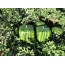 Square watermelons in the garden